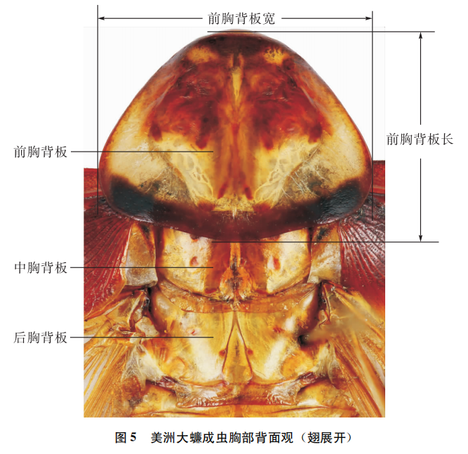 美洲大蠊抗癌效果图片