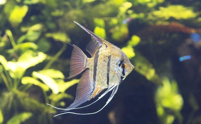 鱼儿体色暗淡无色?注意以下几点,让你的鱼儿发色鲜艳