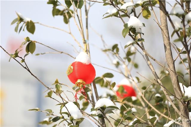 会泽:大年初三,大红灯笼映雪景