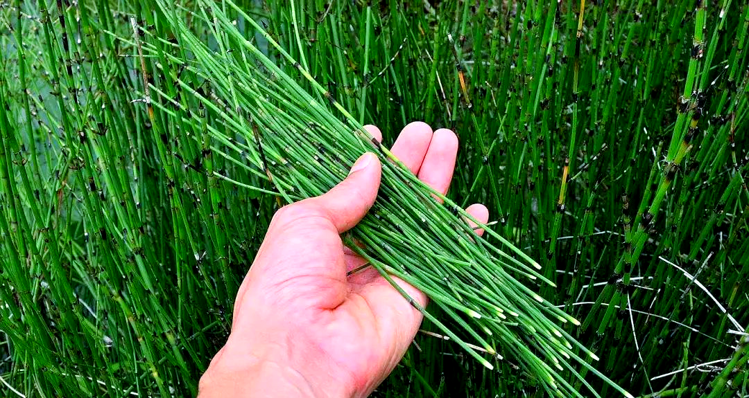 农村野草节节草,有人叫它吸金草