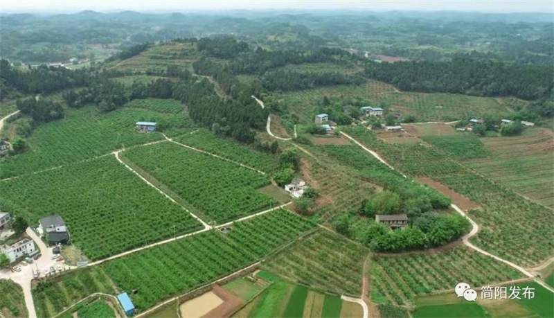 簡陽市禾豐鎮連山村:從