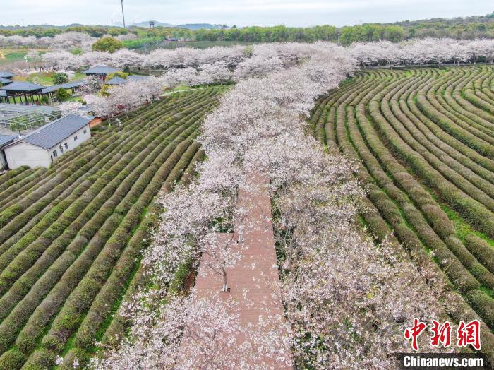 江西南昌:春分时节樱花正开 娇艳欲滴引客来