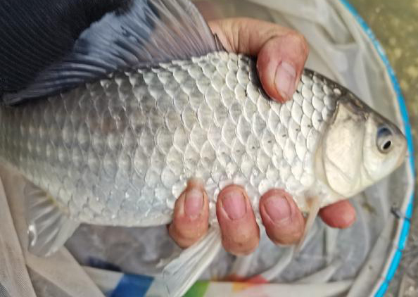 你知道叫"喜头"的是什么鱼吗?