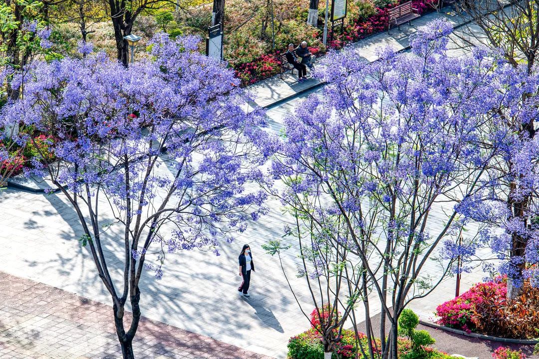花开天府 安逸四川|攀枝花蓝花楹,唤醒初夏!
