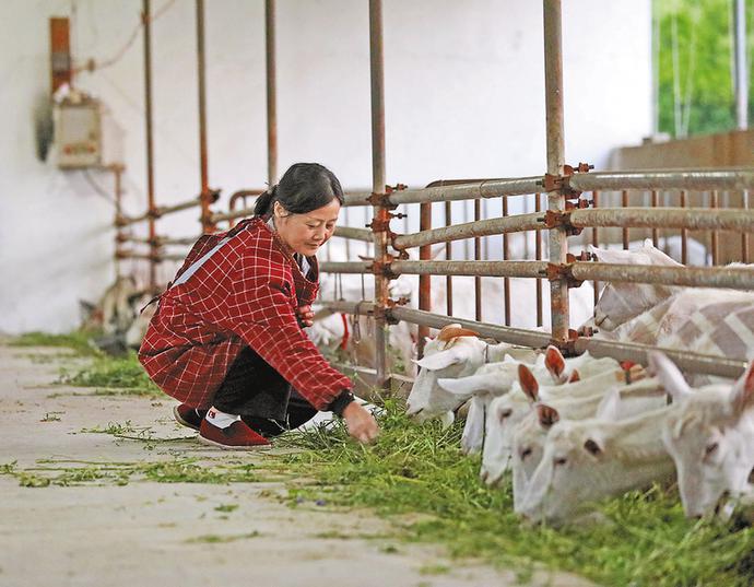 蒲城县苏坊镇下足绣花功夫助力乡村振兴