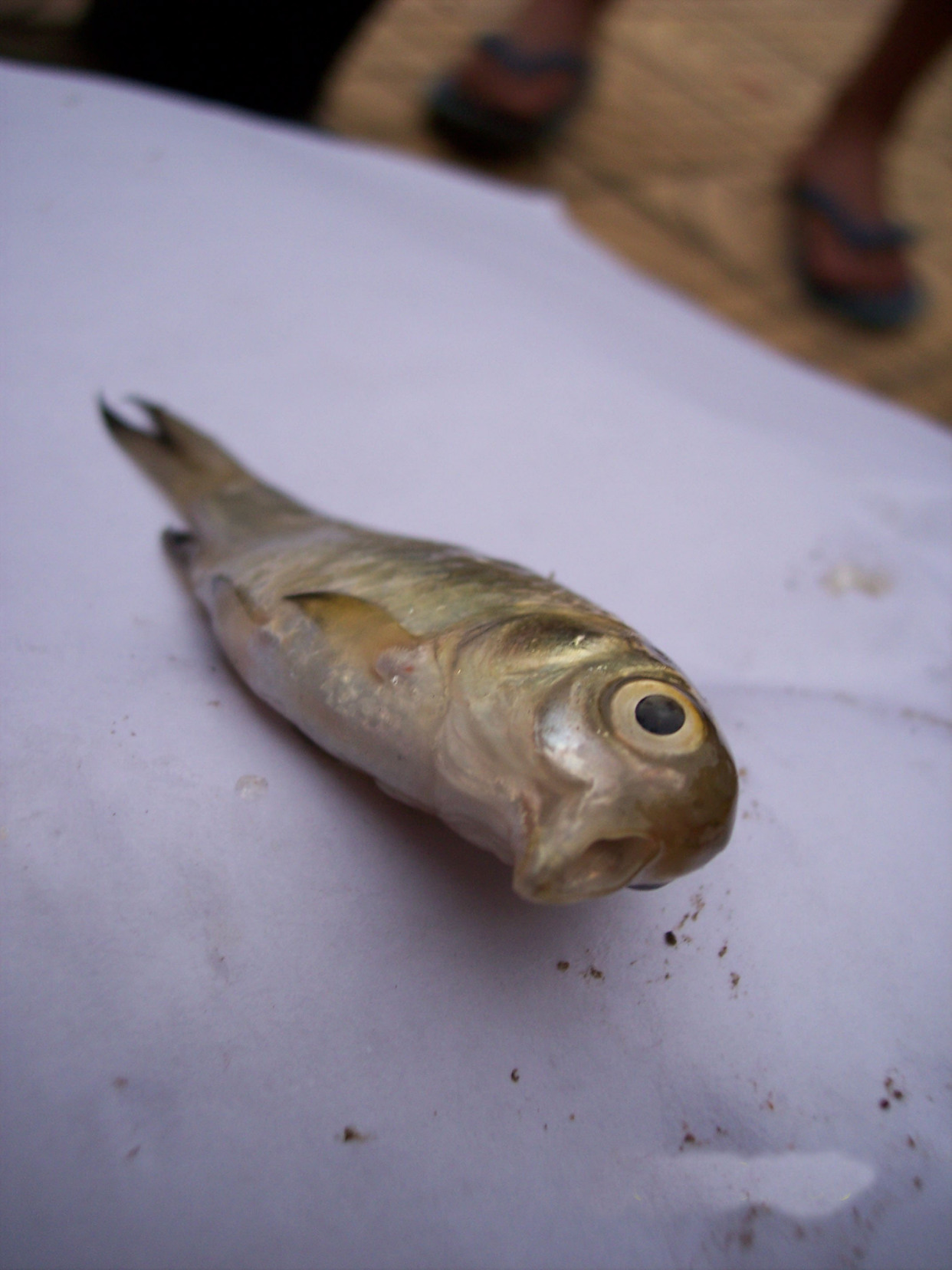 惊!鸟头鱼,最正经的鸟头鱼!