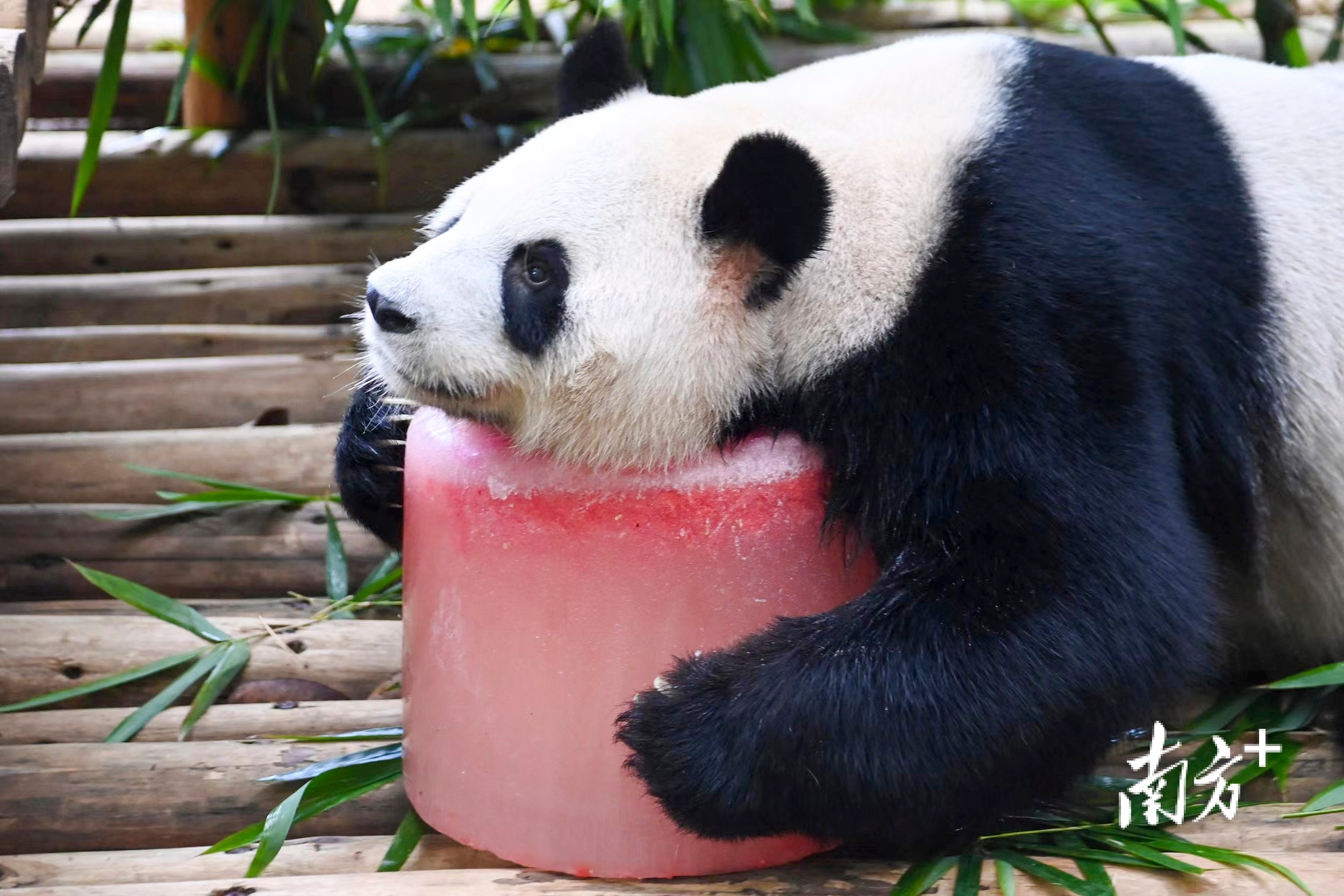 视频|萌翻!深圳动物园大熊猫"园舟"迎来12岁生日