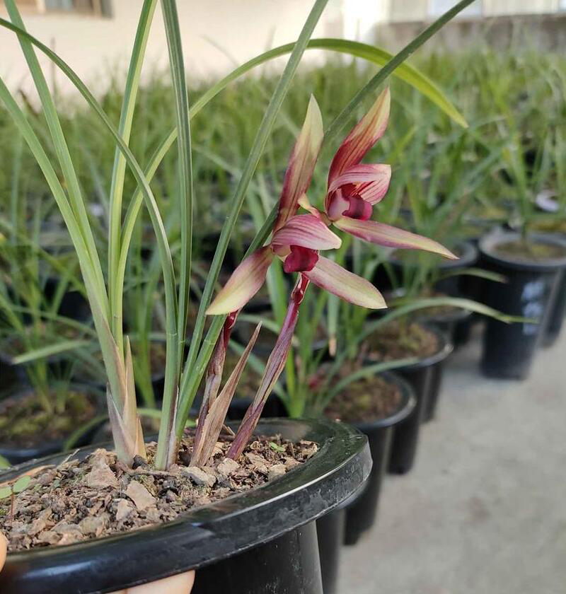 兰花春化的重要性及应对方法