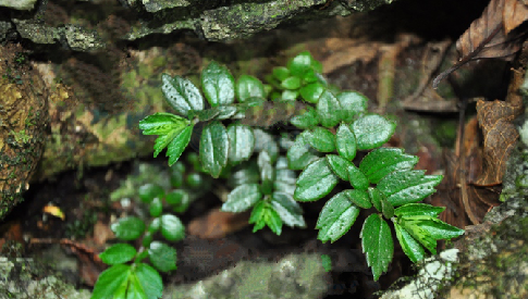 它是珍贵的"异叶楼梯草",你可知当年多值钱吗?请重视,好稀罕