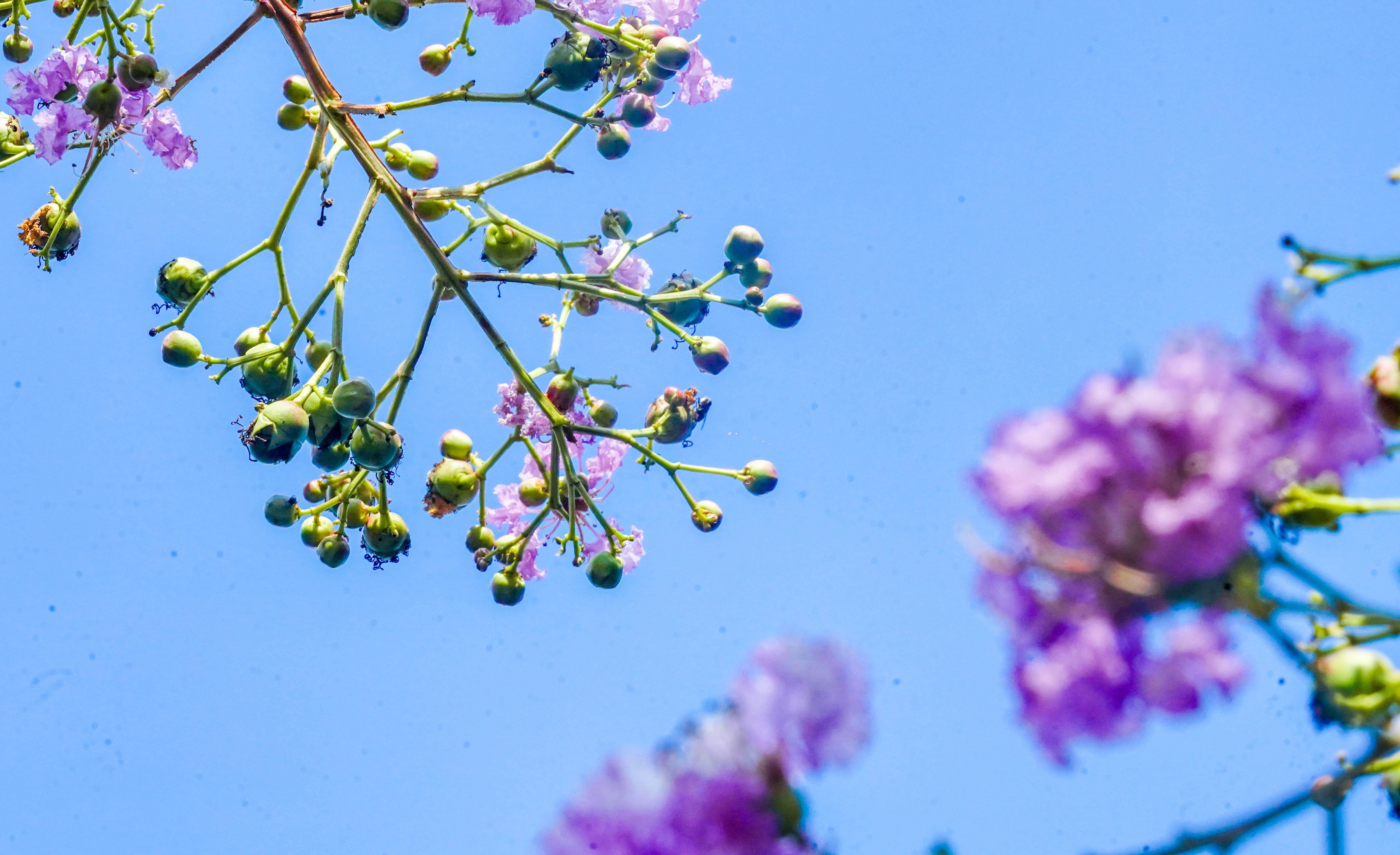视频 图集丨绽放紫薇花,古园披"紫纱"