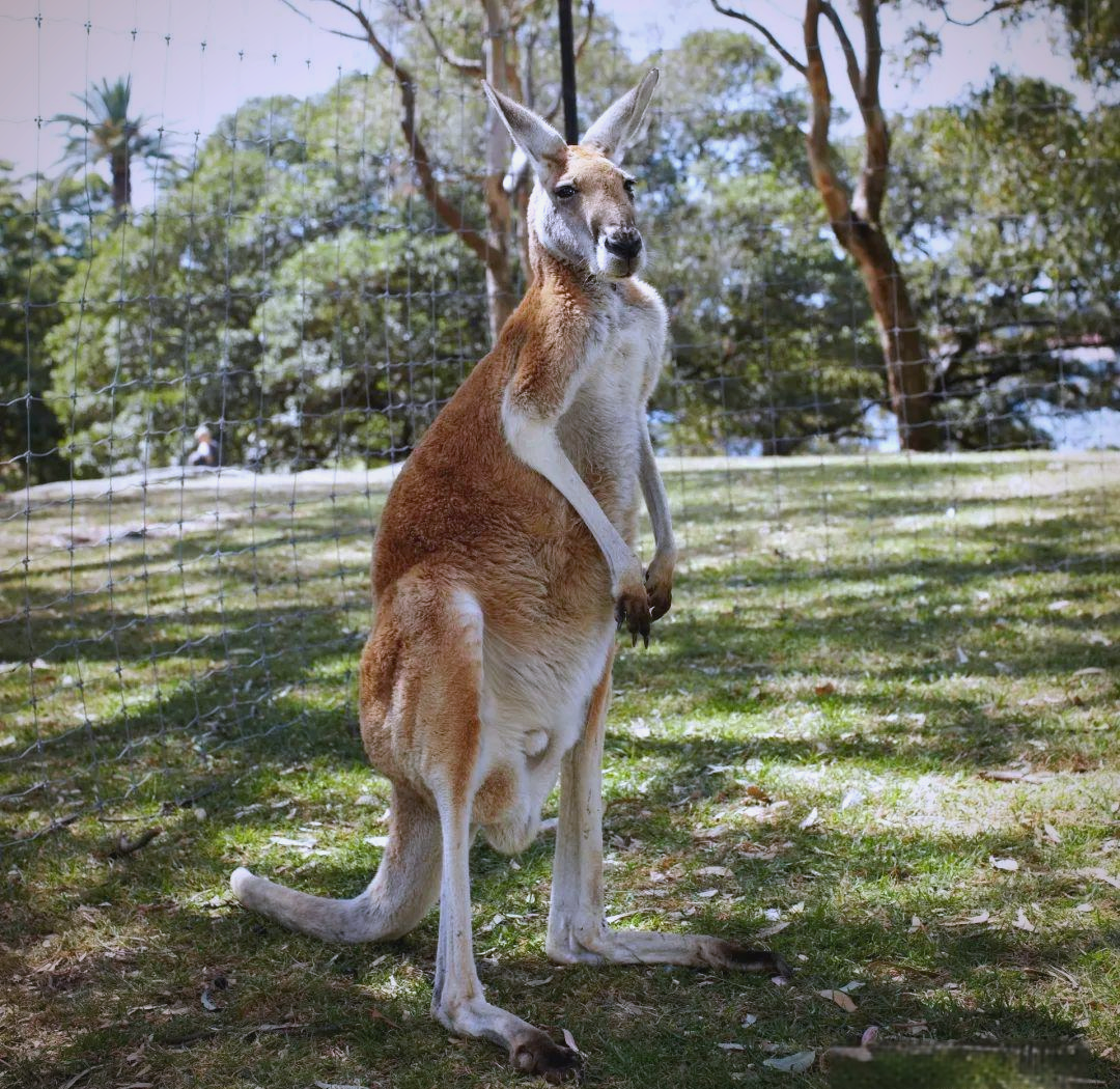 袋鼠:多样面貌下的动物之王