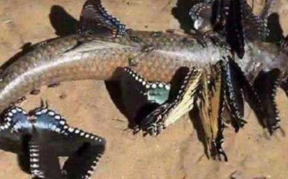 "它"是世界上最恐怖的蝴蝶,把人吃得只剩骨头,令人不寒而栗