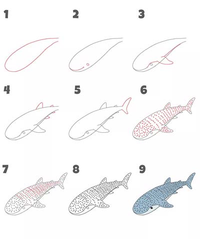 可爱鲨鱼简笔画 亲子一起动手画鲸鲨