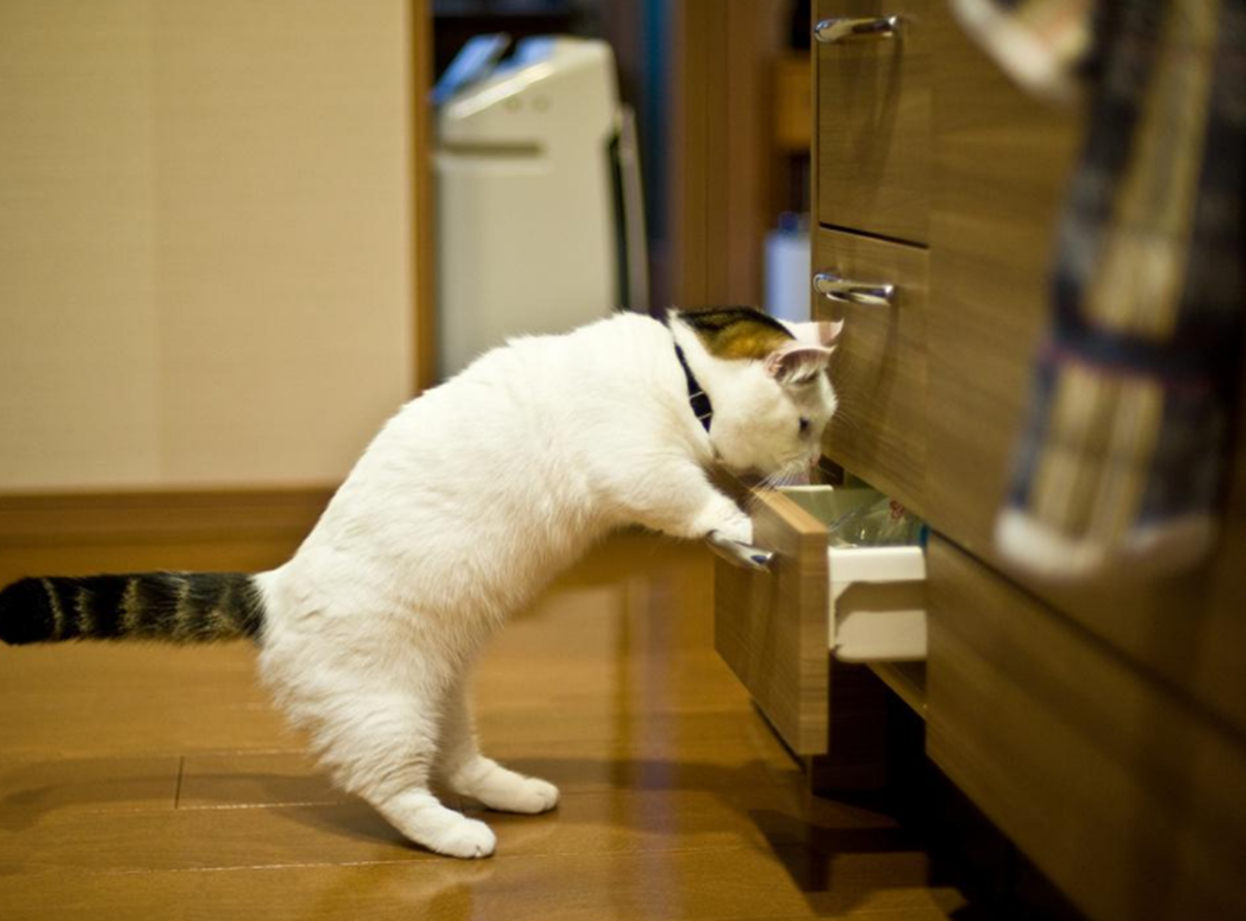 猫会开门怎么办?猫为什么扒门?