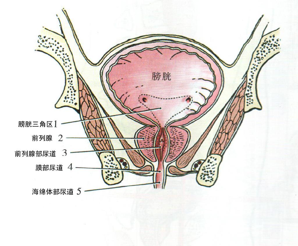 膀胱的准确位置图图片