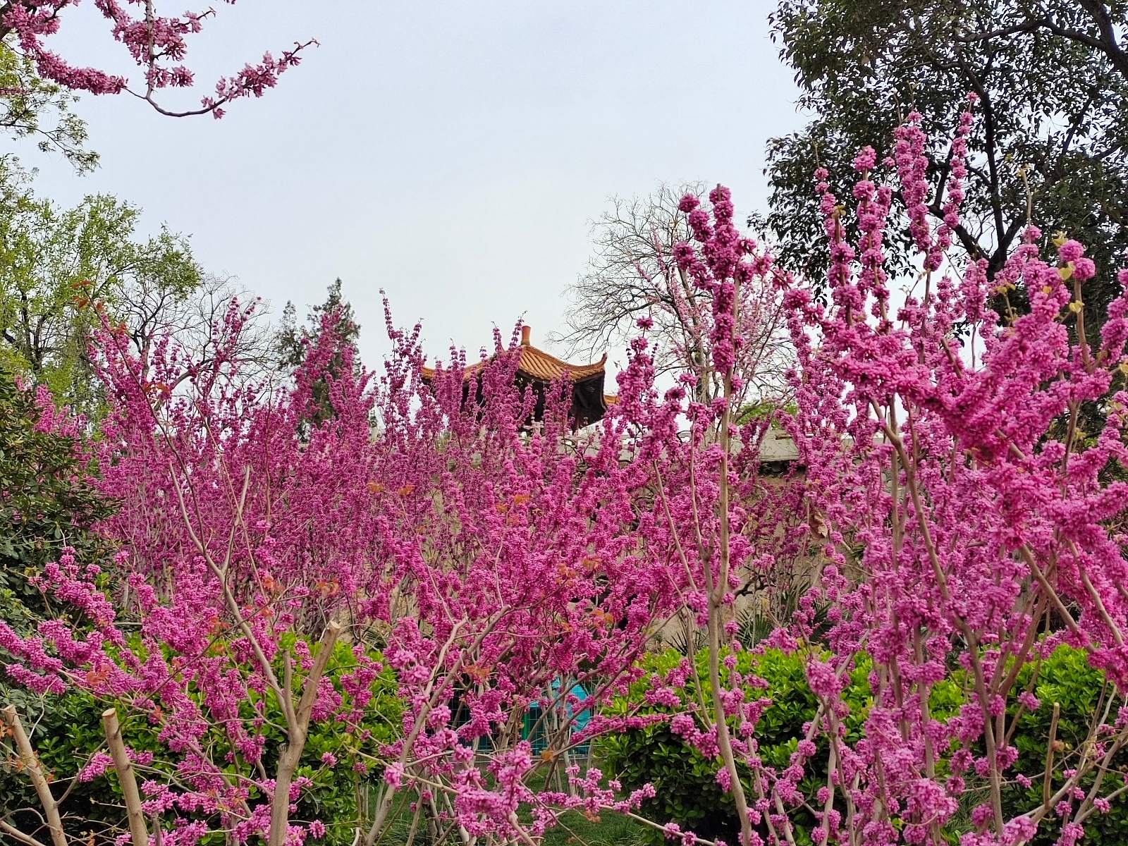 紫荆山公园先有紫荆还是先有园?最老的紫荆树已经六十多岁了