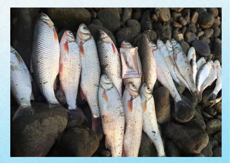 华子鱼:营养丰富的野生小型鱼,一斤左右已属大鱼