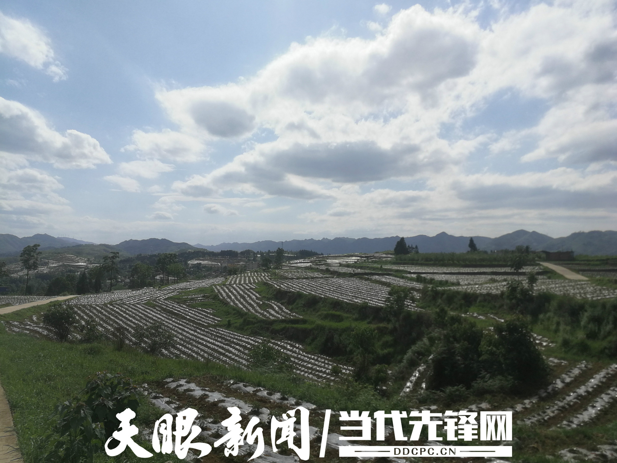 纳雍寨乐镇:小辣椒"结"出大产业