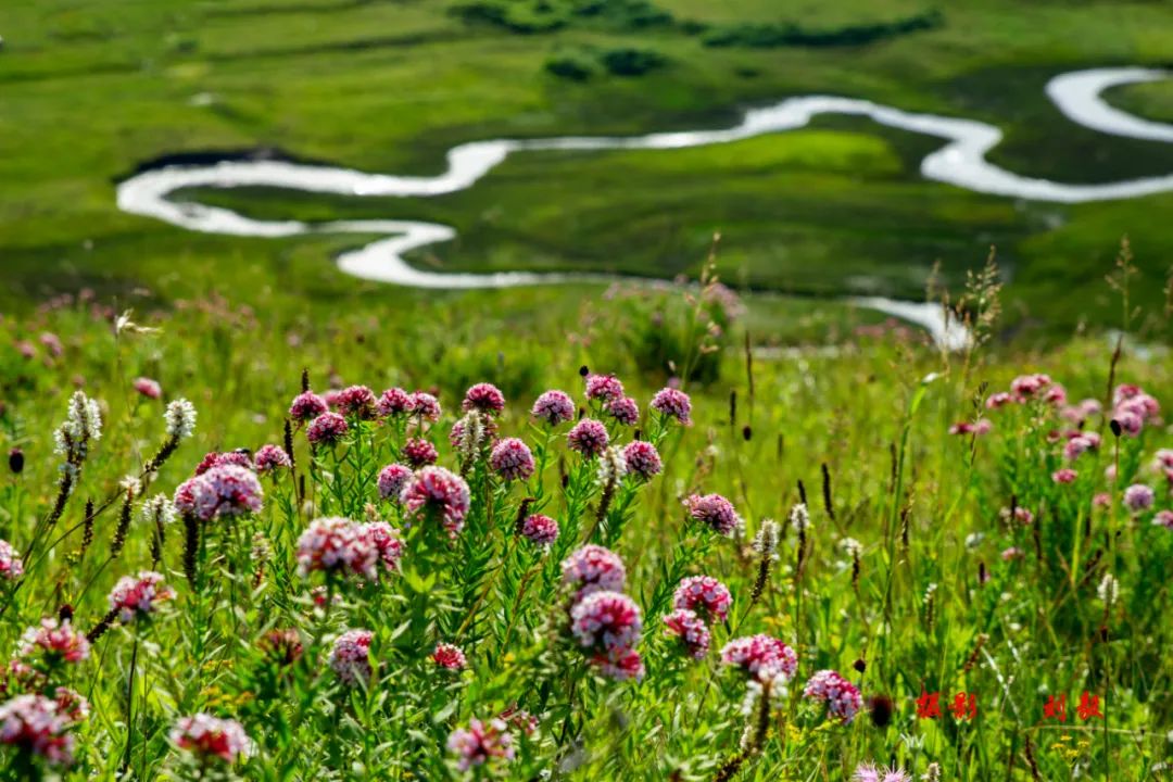 国家4a级景区岷县狼渡湿地草原采风诗歌作品展
