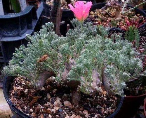 多肉品种:白皮月界,十大名肉之一,茎,叶,花都有观赏价值