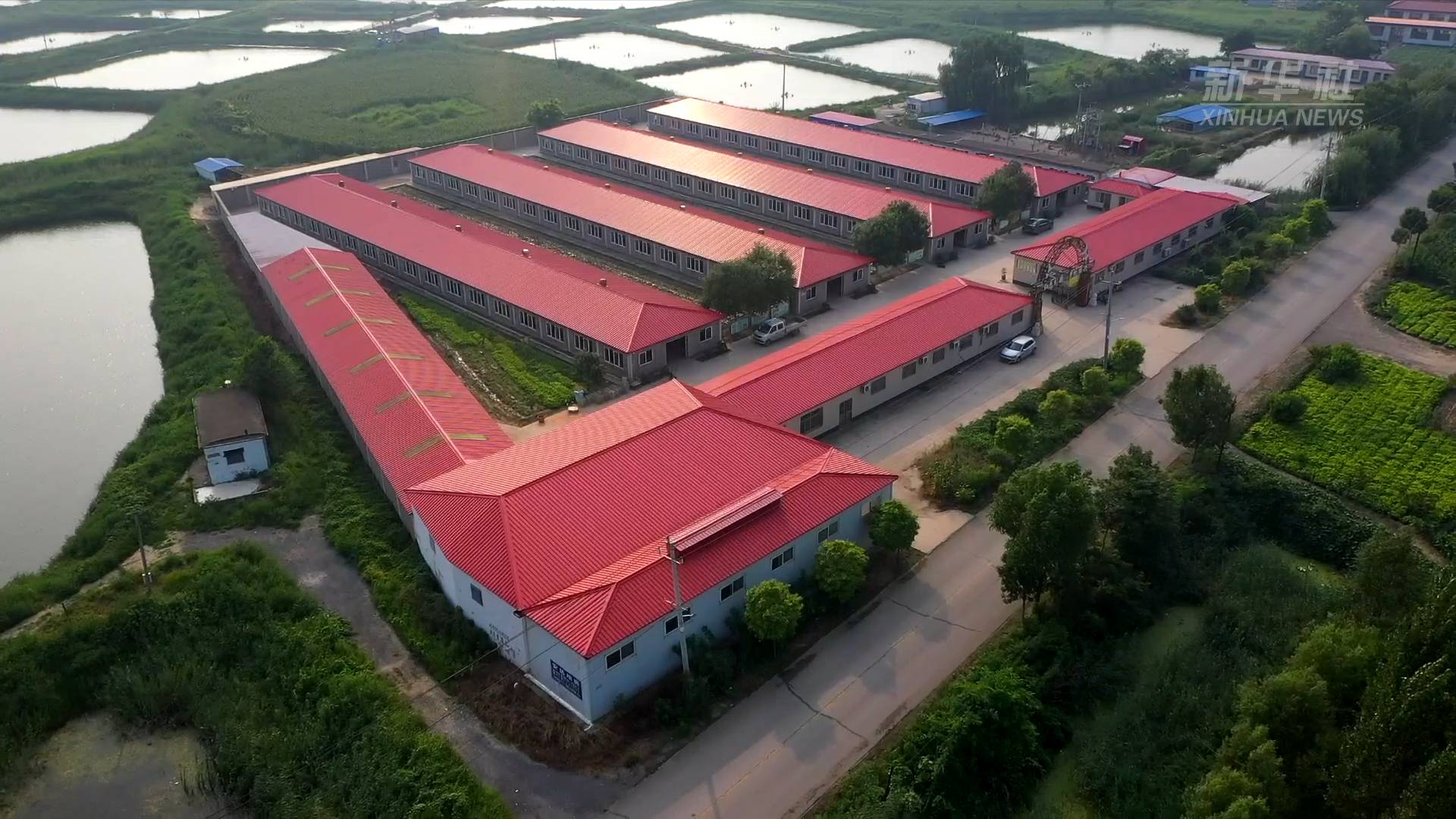 河北丰南:肉鸽养殖促农增收