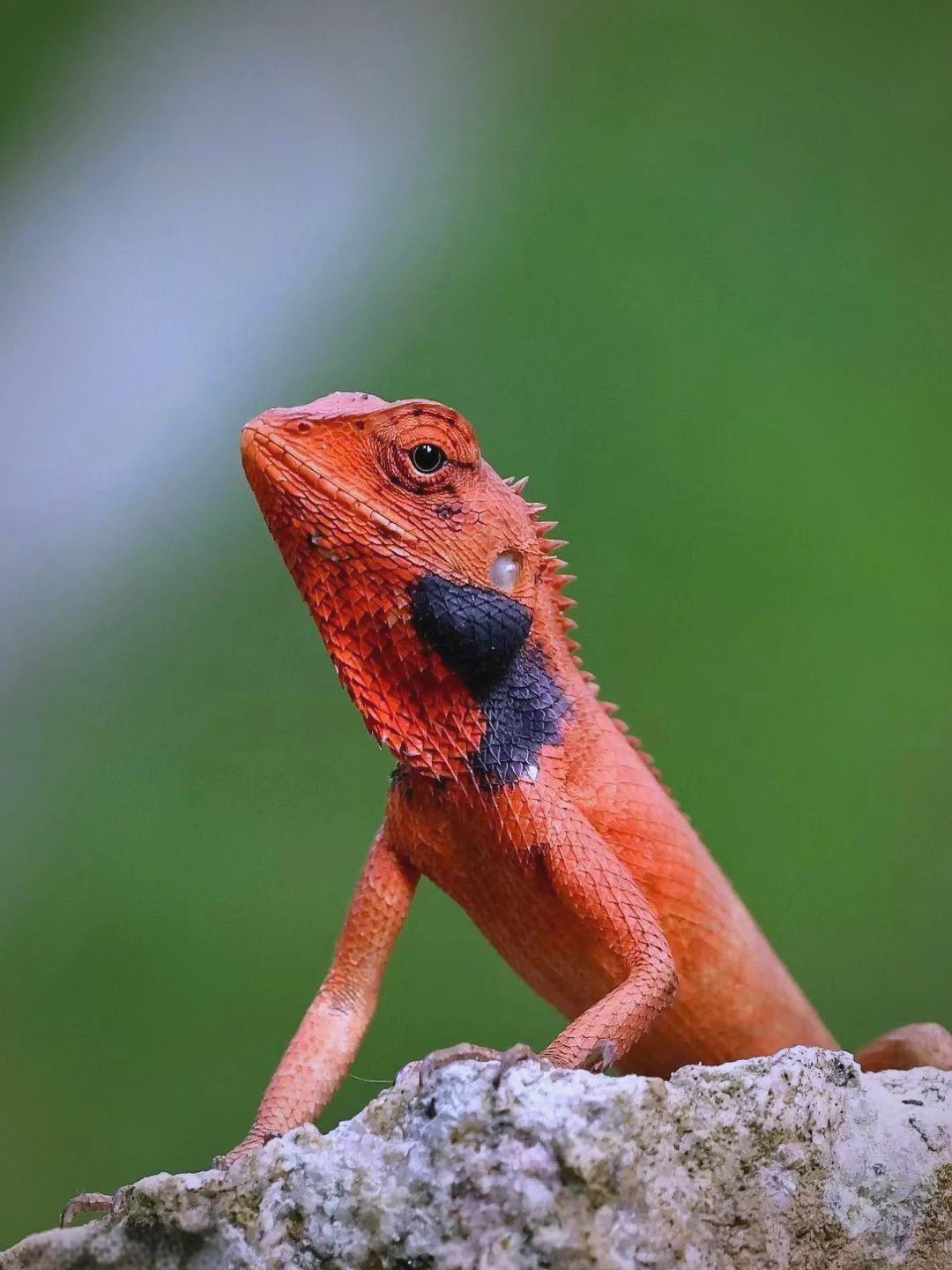 变色树蜥:一种吸引人的小型爬行动物