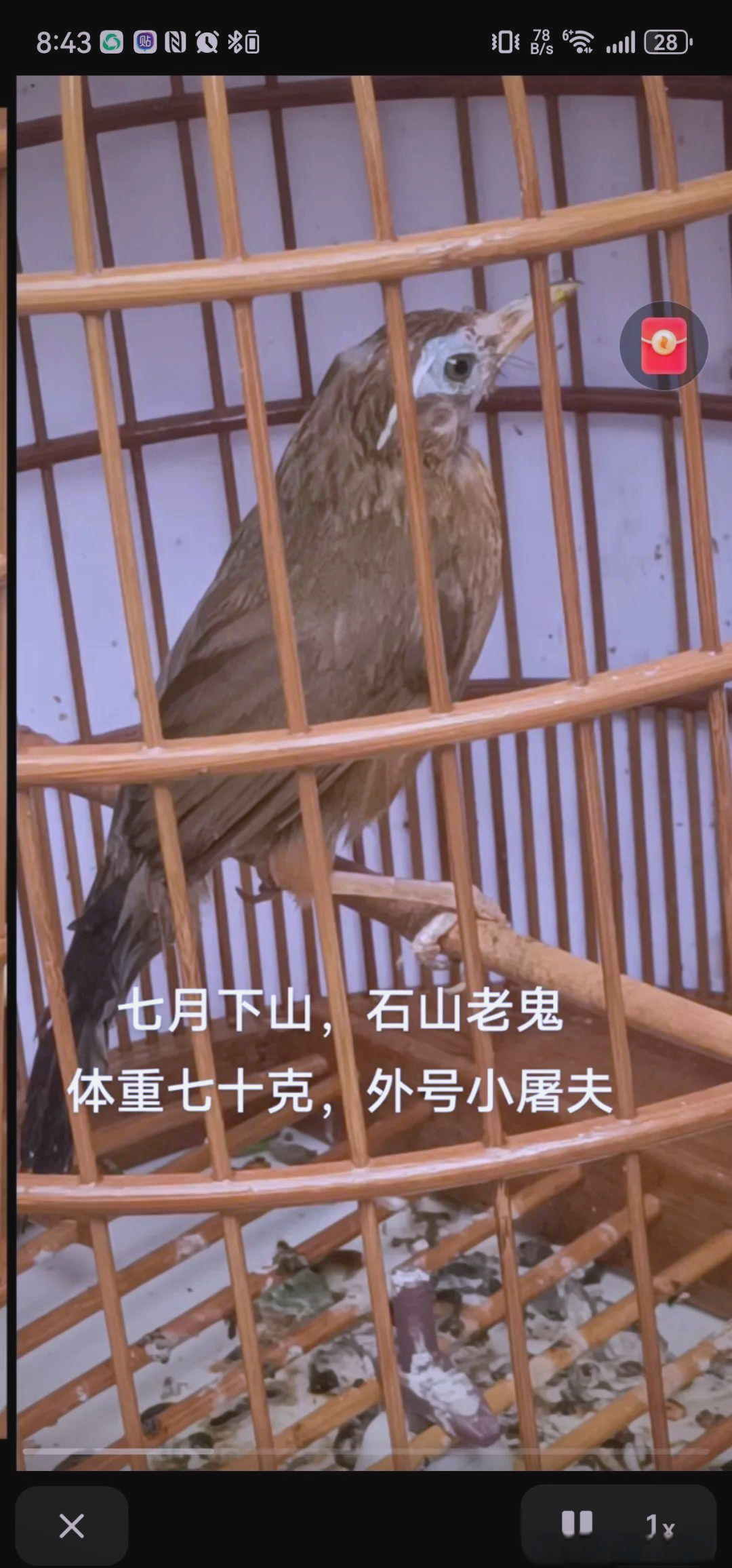 画眉鸟极品脚杆的选择指南