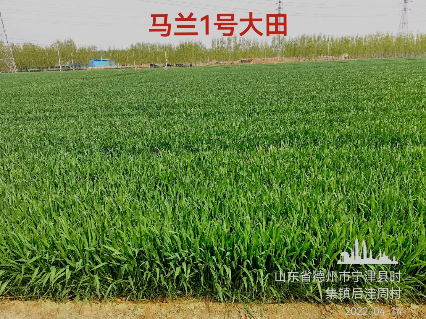 众望所归!辛集市节水,高产小麦新品种"马兰一号"名副其实!