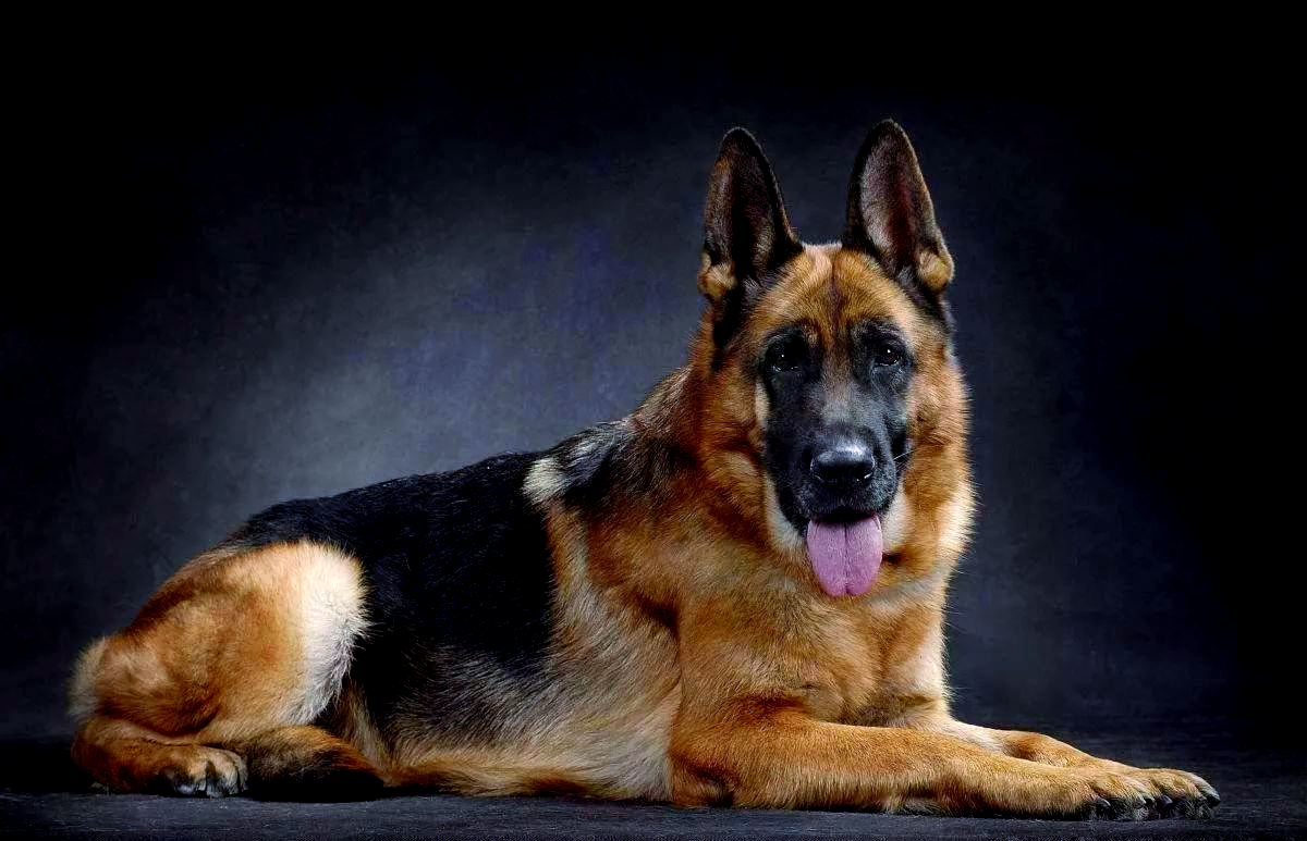 德国牧羊犬:一种卓越的犬类品种