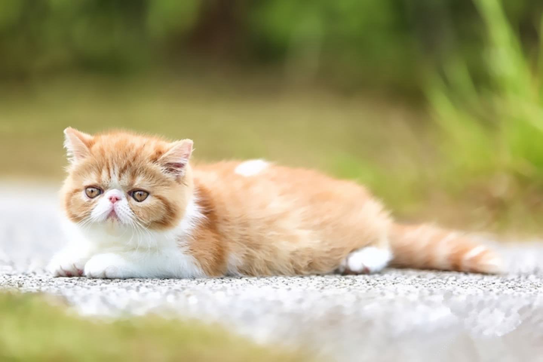 加菲猫的寿命?养加菲猫需要注意什么?