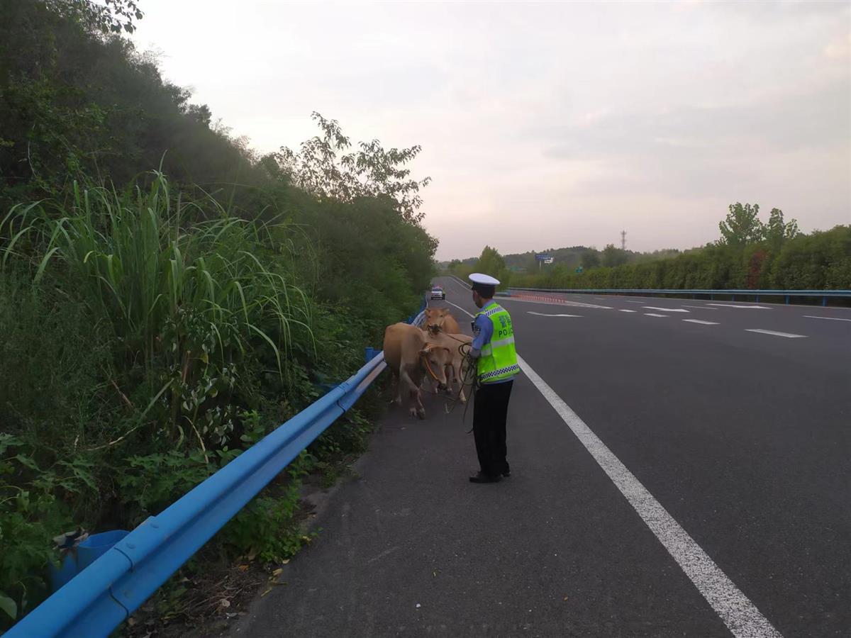 定 全媒体见习记者 刘远方)8月19日,s73邓保高速与福银高速互通匝道上