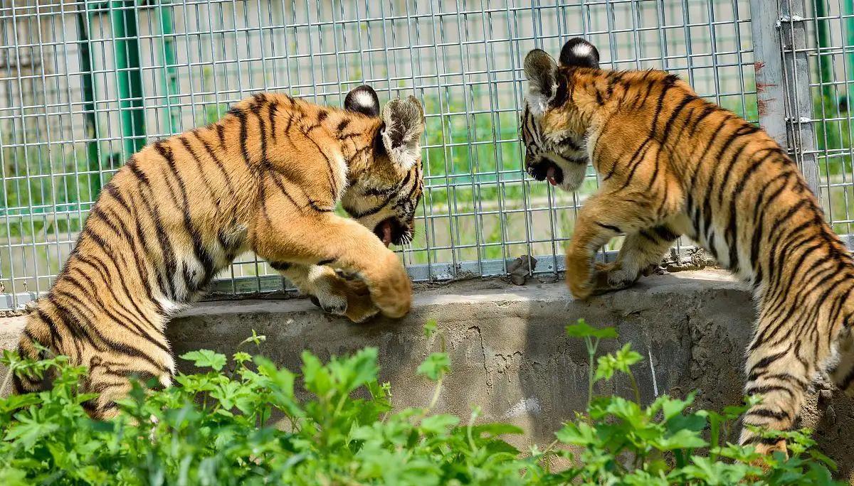 动物园里老虎身形消瘦,引发网友质疑