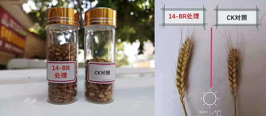芸苔素的5大谣言,4大搭配方案,值得点赞收藏!