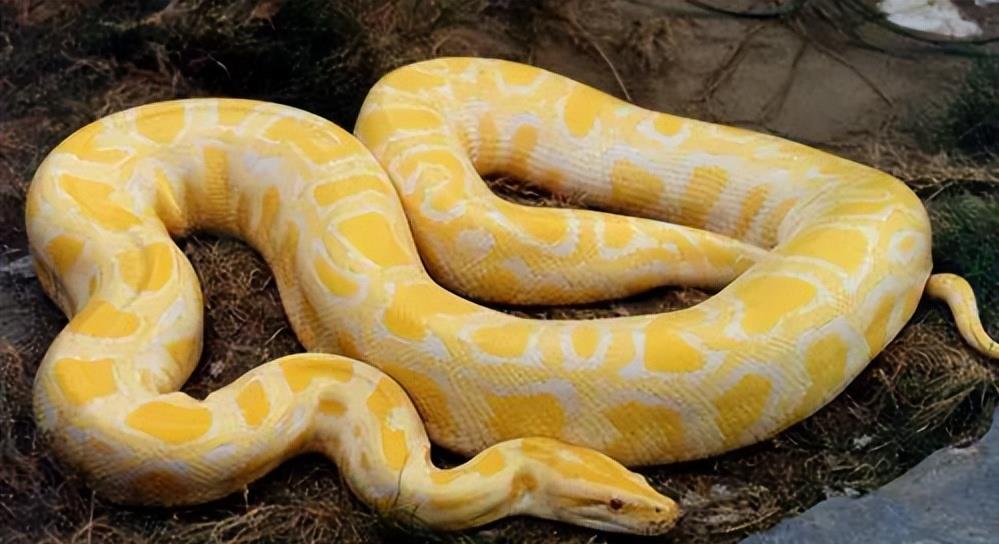 贵州小伙养了几年的黄金巨蟒,突然暴怒差点咬了小伙,究竟为何?