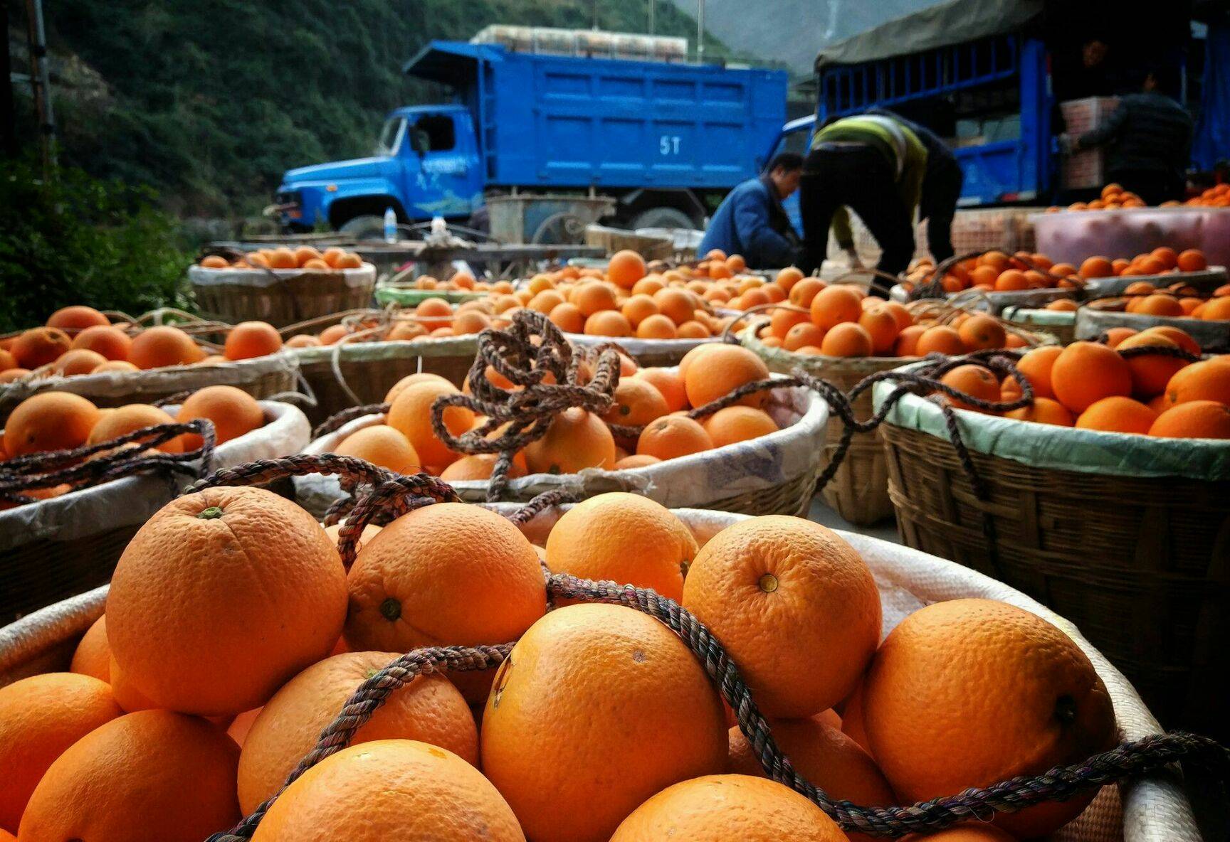 发货地竟然是昆明,赣南脐橙遭假货潮,买到真货就那么难吗?