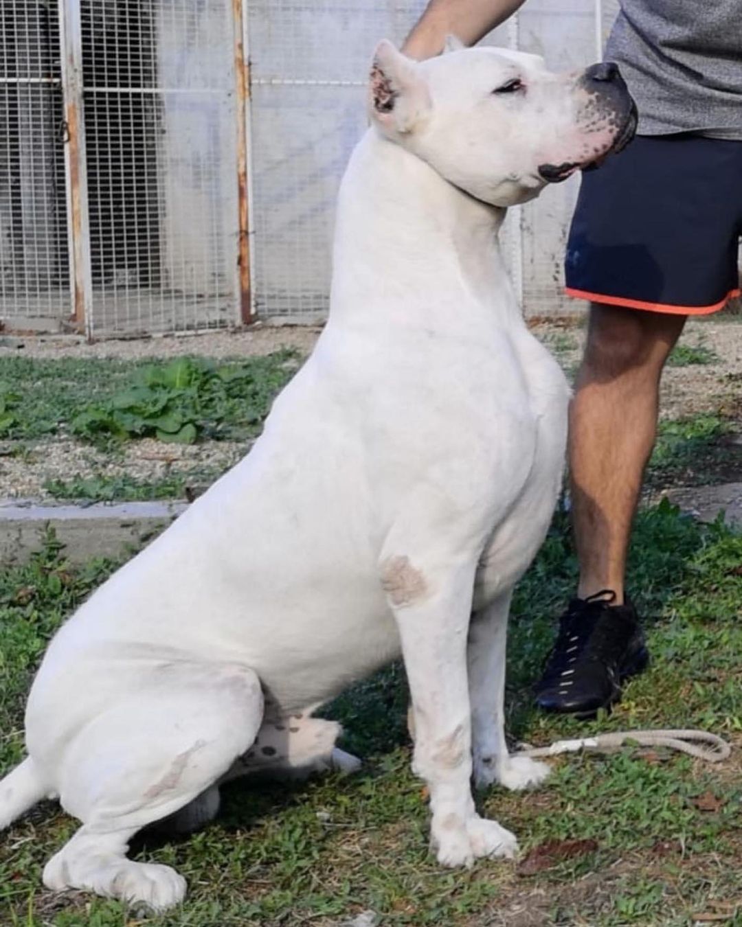 杜高犬三个月有多大:了解生长发育阶段的体型和特征