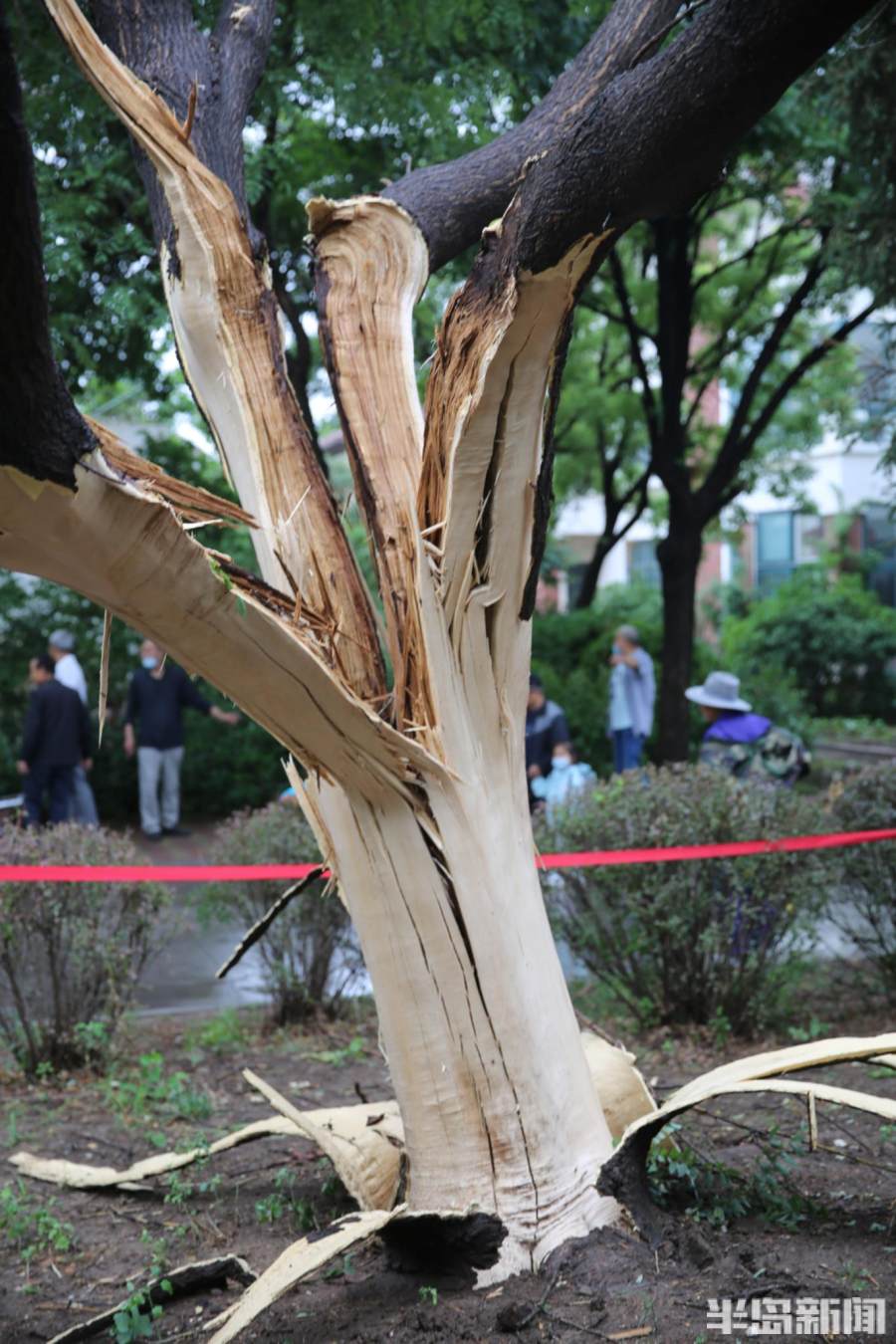 触目惊心!粗壮大树被雷劈开了"花"
