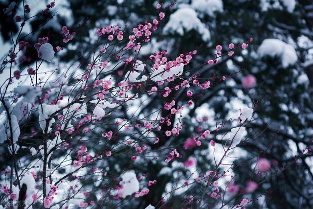 梅花靜靜的在雪地裡開放,搖曳著冬的思念,笑迎下一個春天