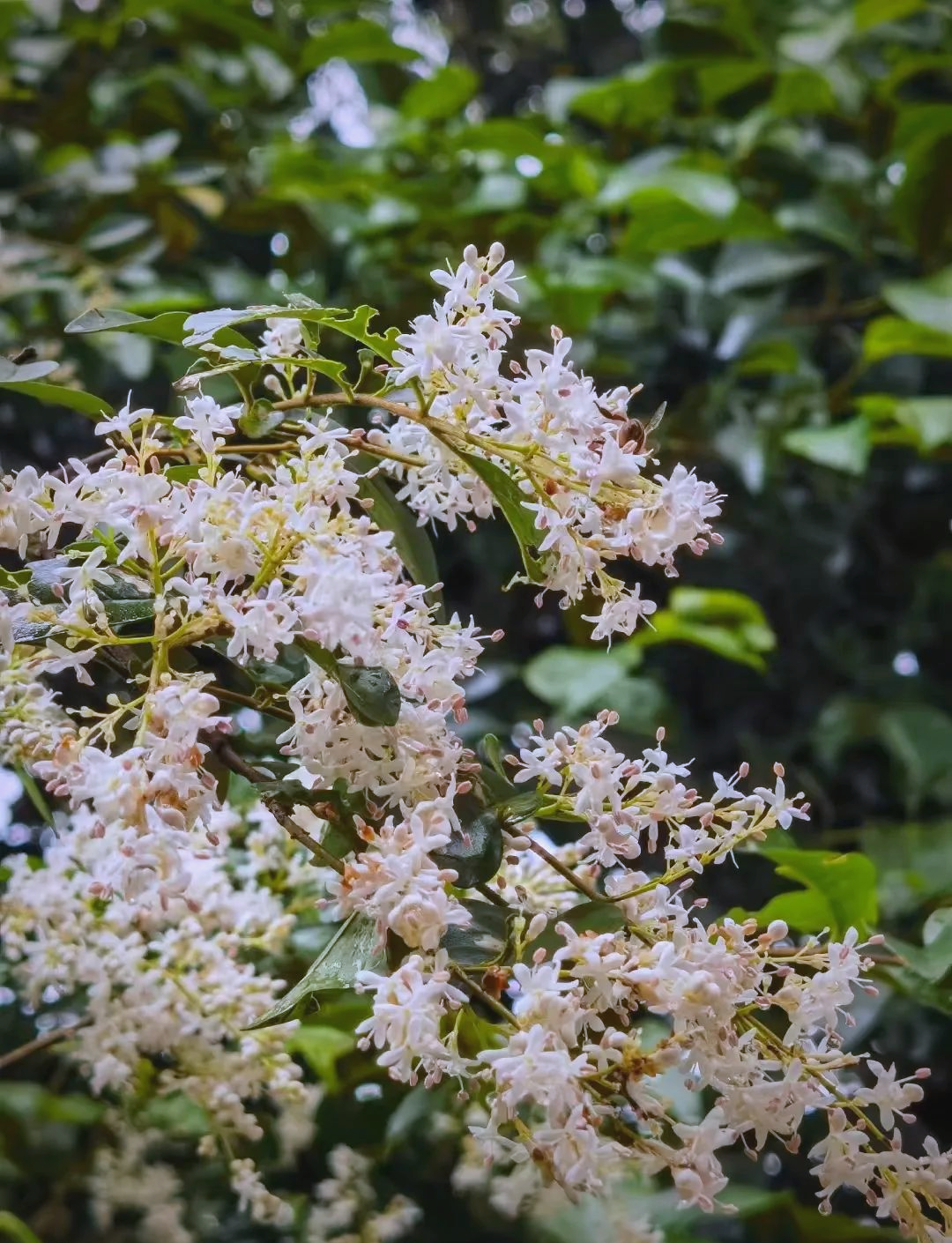 女贞子花开,花香掩盖面香