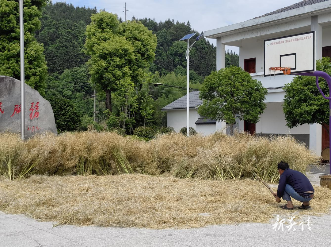 十都镇:喜看油菜千重浪迎来丰收笑开颜
