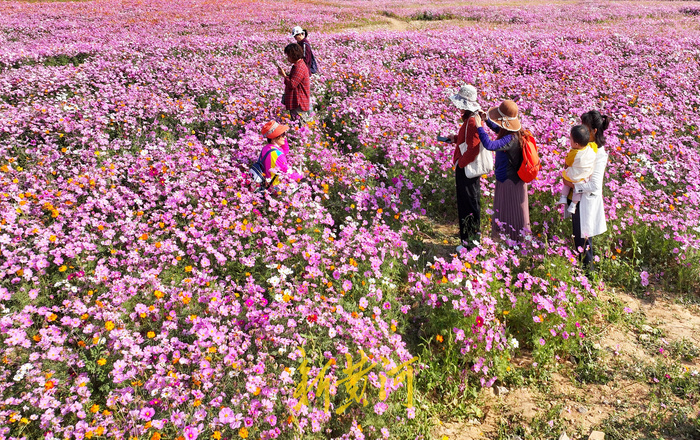 济南龙鼎大道格桑花图片