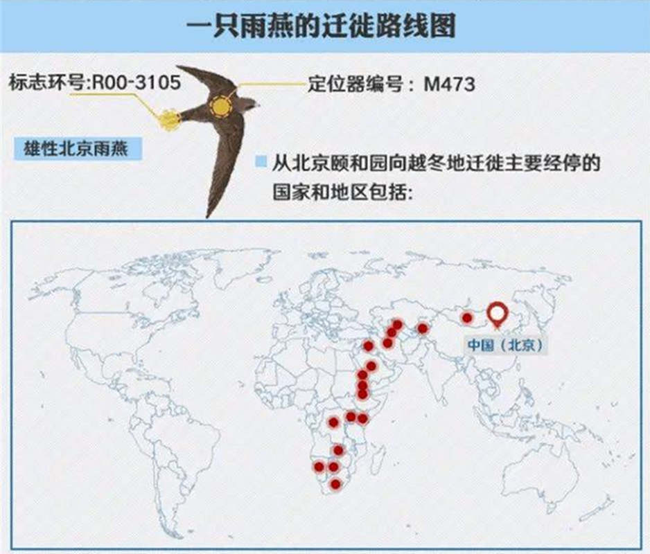 北极燕鸥迁徙路线图图片