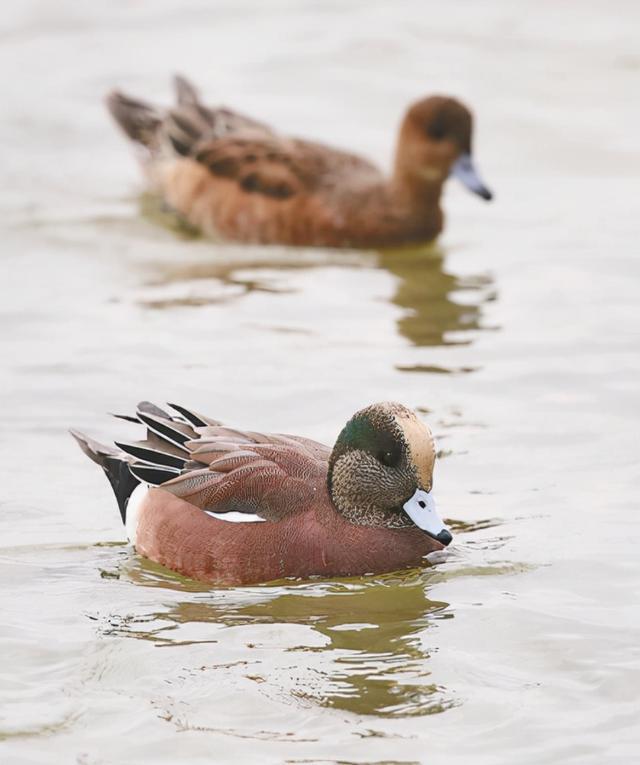 罕见!深圳湾来了一只绿眉鸭