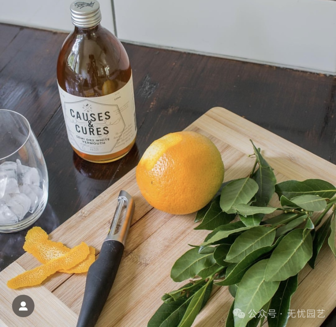 诗人的桂冠独特的香料植物—地中海月桂