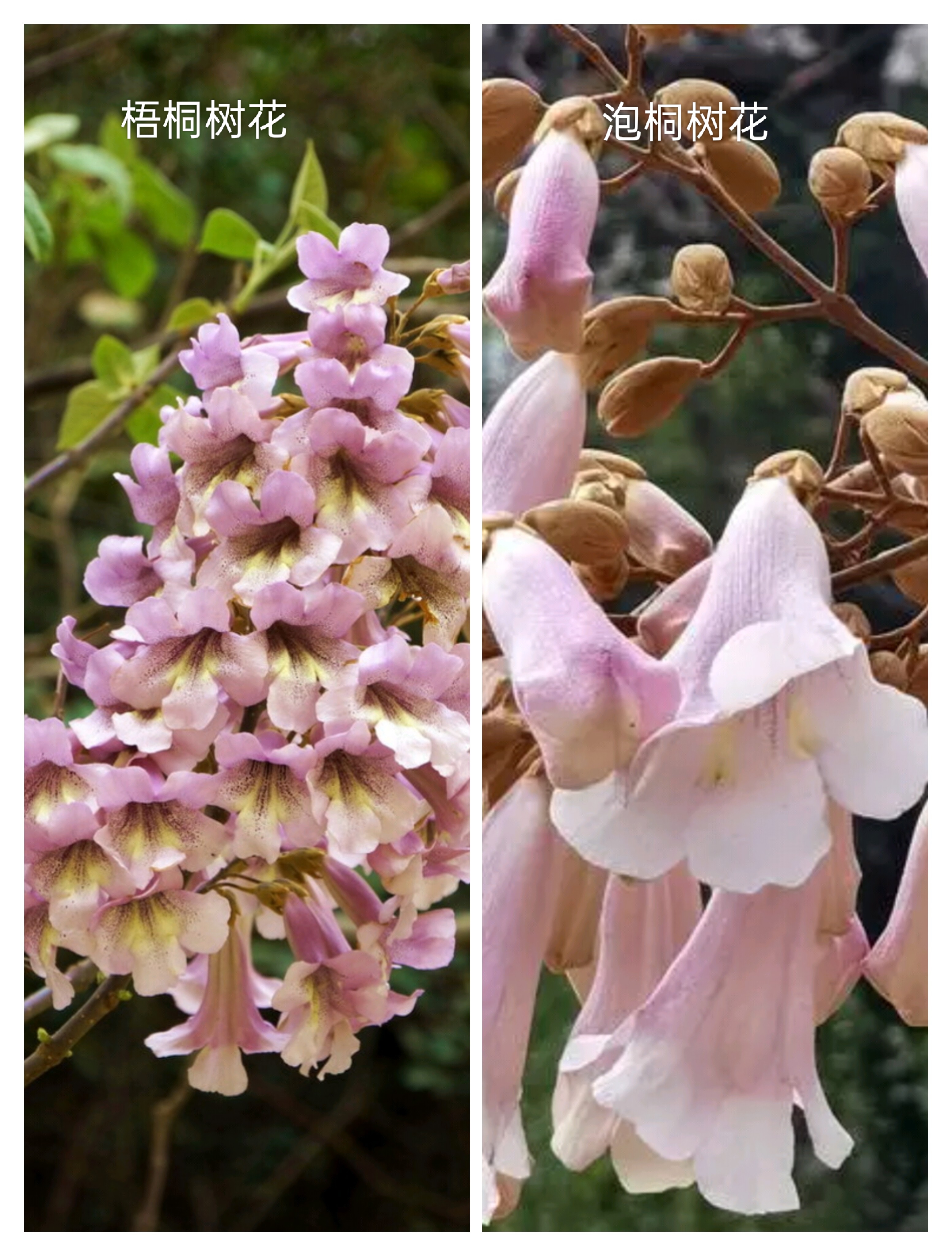 梧桐树和泡桐树的区别