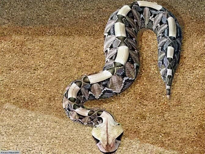 无手无脚的ta们,怎么"恰饭"啊?