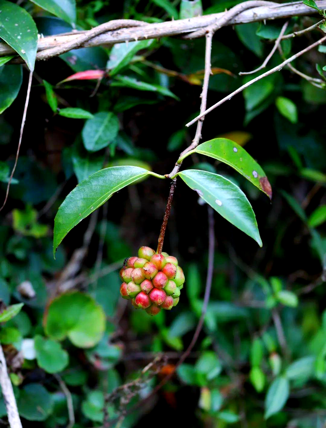 南五味子:品味生活中的酸甜苦辣