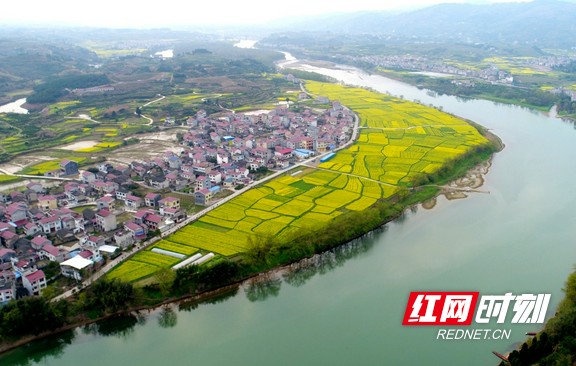 麻阳所住村:800亩油菜遍地开 花海醉田野