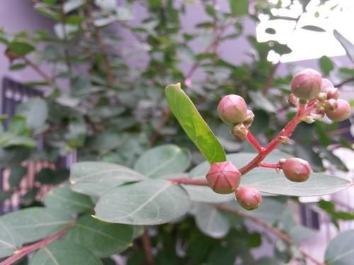 旗舰机精简版 三星galaxy s4 mini评测