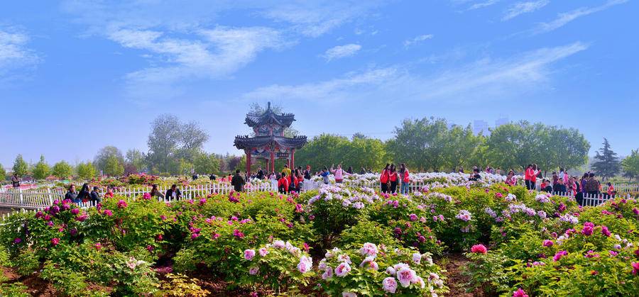 菏泽牡丹花卉市场地址